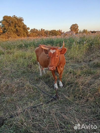 Корова дойная