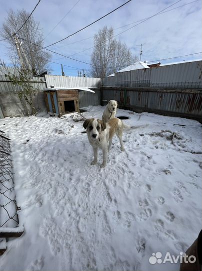 Собака Алабай