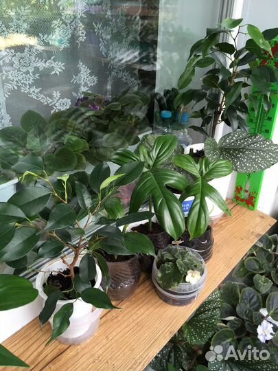 Комнатные растения
