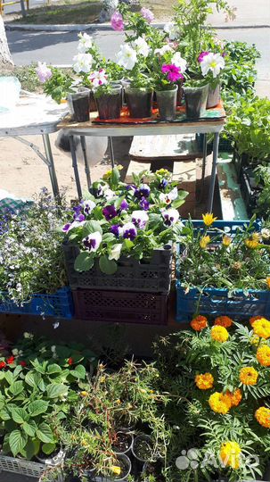 Рассада овощей и цветов