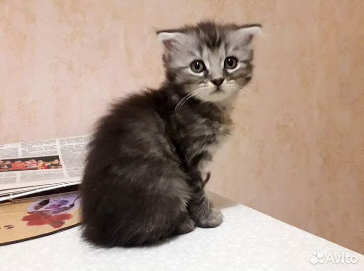 Вислоухий котенок мальчик