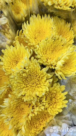 Хризантема