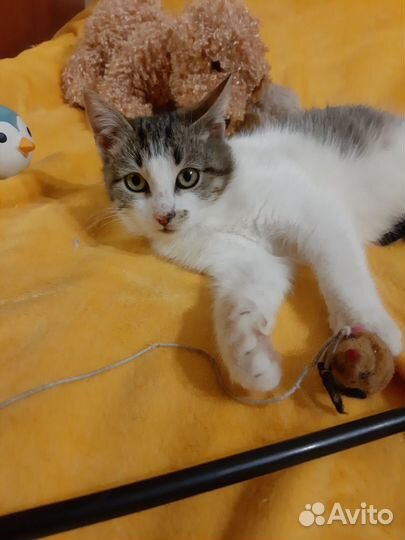 Котёнок мальчик в добрые ручки.3 мес