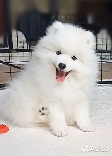 Японский шпиц