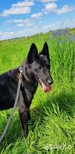 Разные щенки и собаки хотят домой