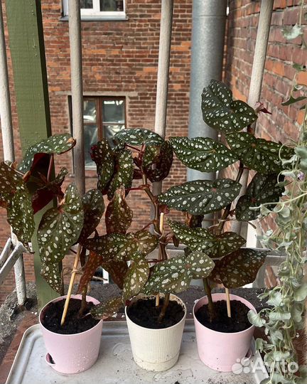 Бегония макулата 40см