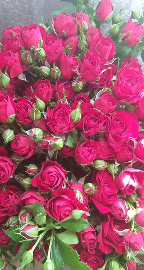 Участок 6 сот. (СНТ, ДНП)