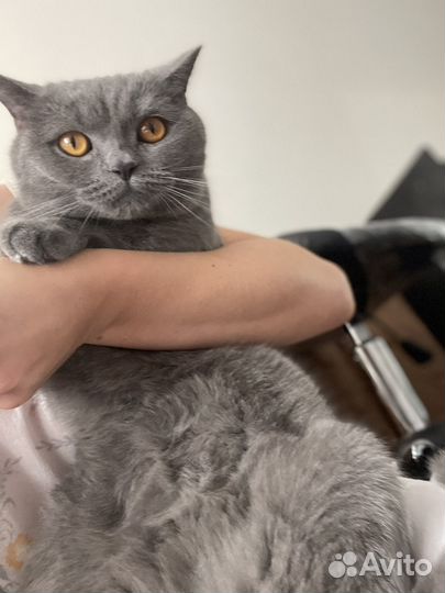 Британец отдам