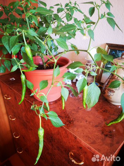 Семена Кайенского перца