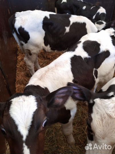 Телята доставка