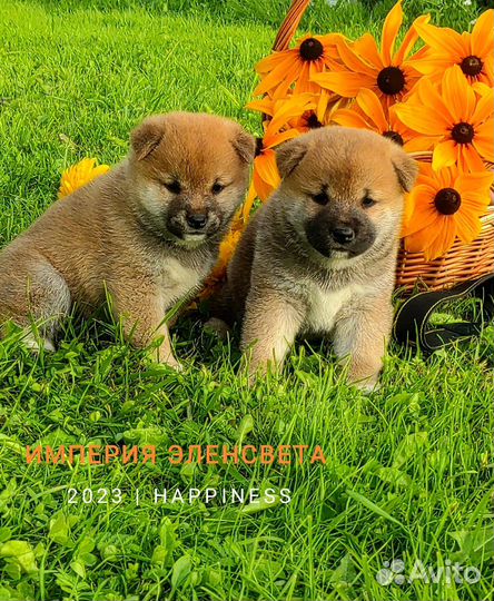 Собаки Сиба ину щенки