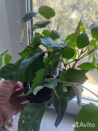 Циссус ромболистный(березка)