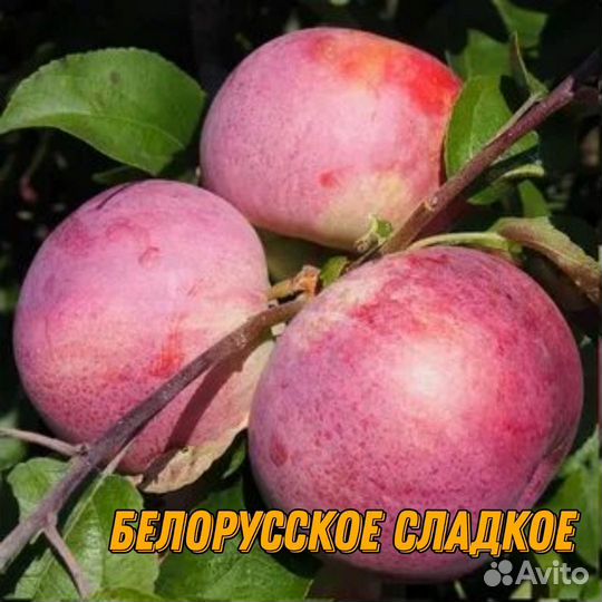 Саженцы яблони