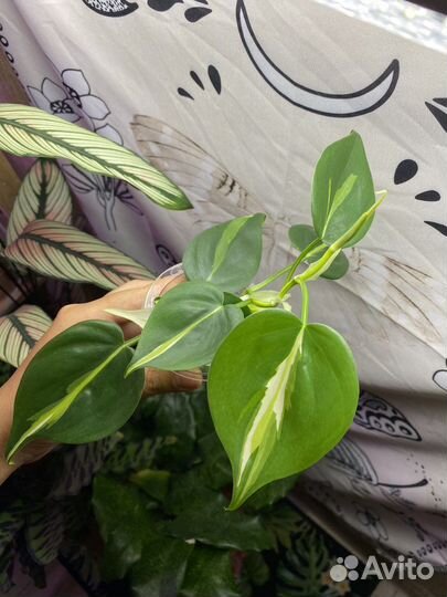 Филодендрон медиопикта триколор