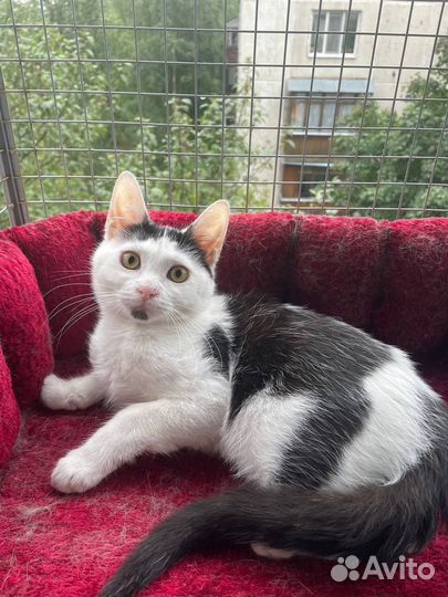Котенок