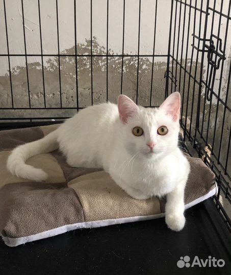 Белоснежка ищет дом