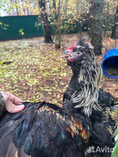 Петухи молодые