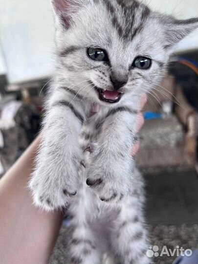 Шотландская