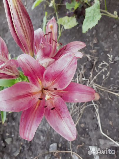 Лилии луковицы