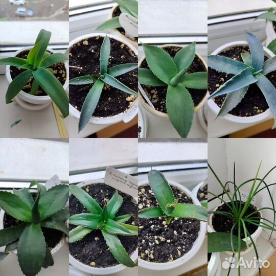 Агавы коллекционные сортовые