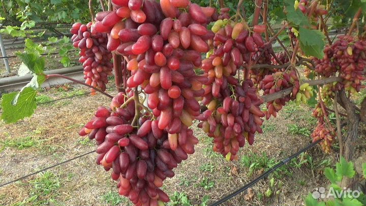Саженцы Винограда Карнавал