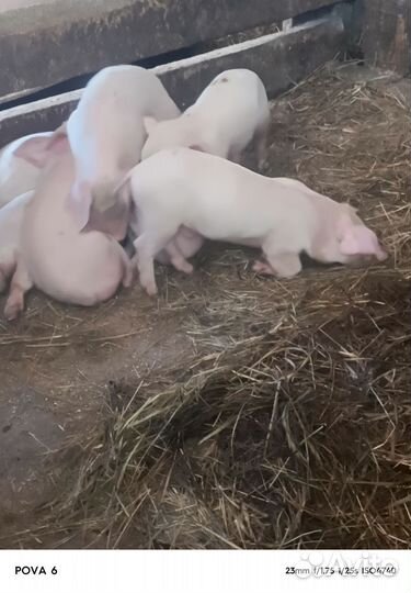 Поросята ландрас