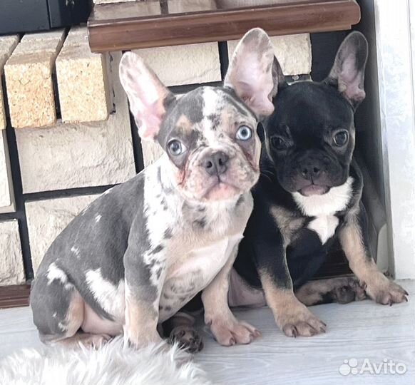 Две девочки