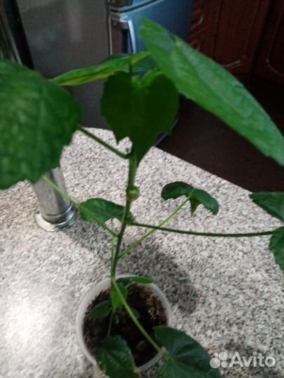 Клен комнатный абутилон