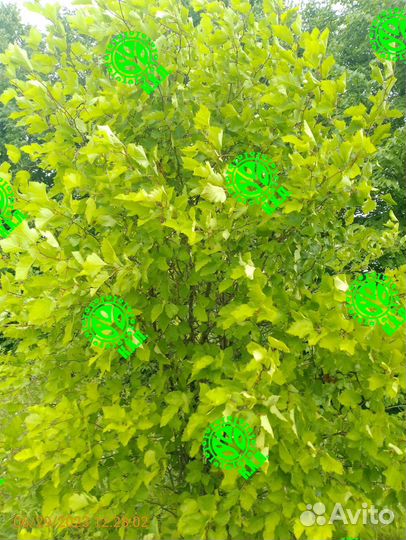 Боярышник супер пышный живой забор