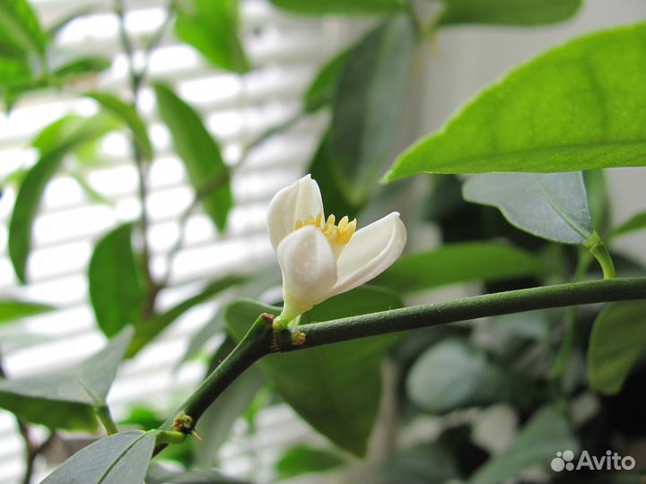 Комнатные лимоны