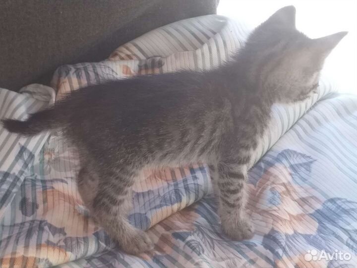 Кошка в дар бесплатно Американский бобтейл