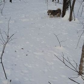 Западно сибирская лайка