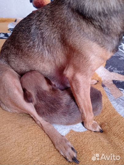 Той-терьер щенки