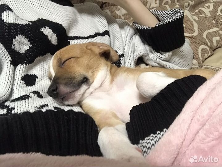 Передержка собак мелких пород