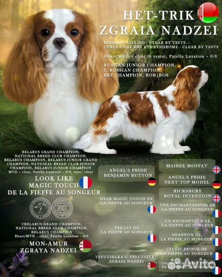 Вязка. Кобель Кавалер Кинг Чарльз Спаниель