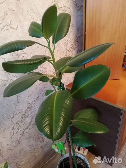 Фикус каучуконосный