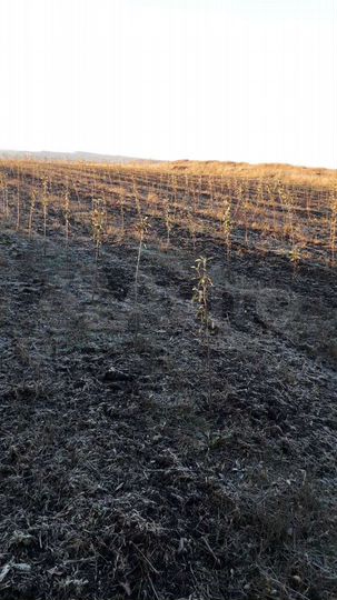 Участок 2,9 га (СНТ, ДНП)