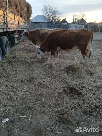 Сено луговое