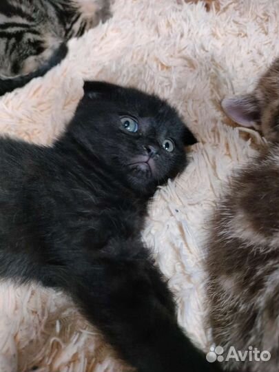 Шотландская