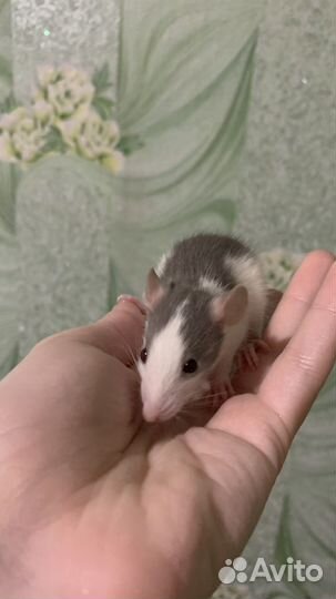 Декоративная крыса маленькая