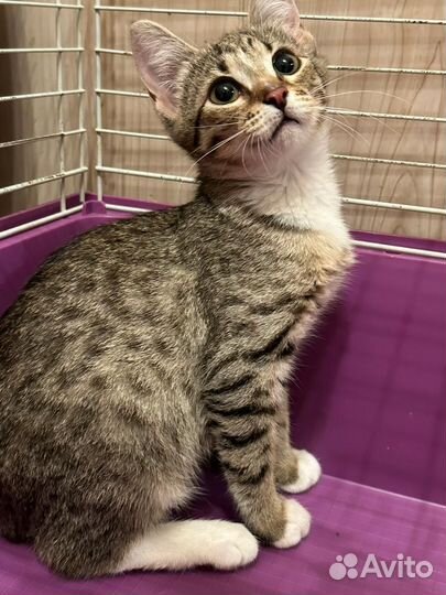 Котенок Шипучка ищет дом или домашнюю передержку
