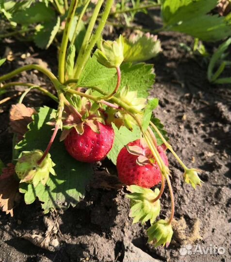 Саженцы крупной клубники земляники окс