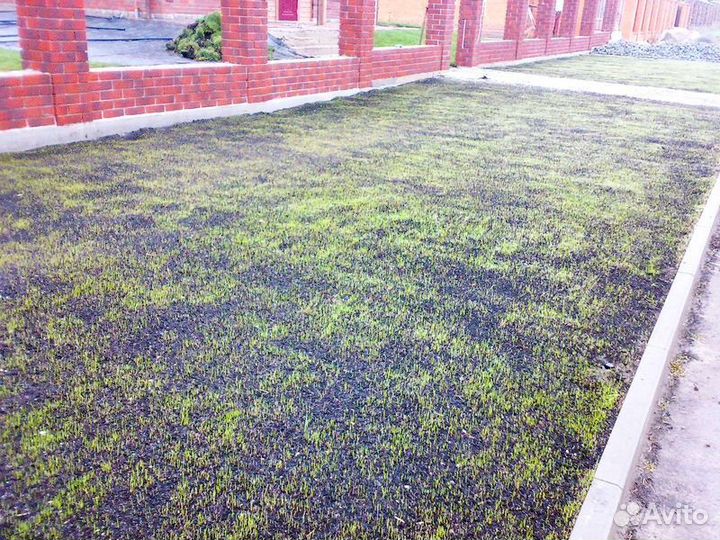 Газон, посев газона, стрижка