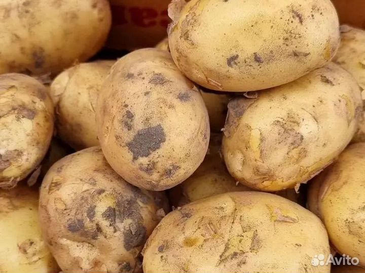 Картошка продажа
