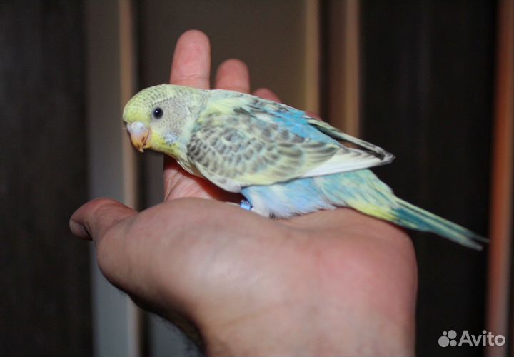 Волнистый попугай, ввп чех