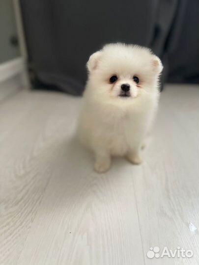 Щенки шпица