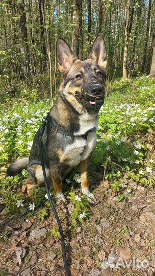 Собака бесплатно в добрые руки