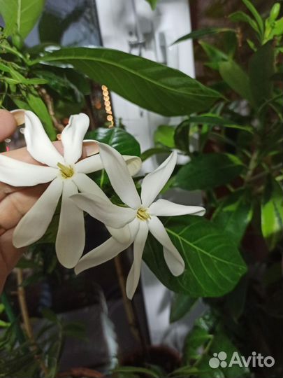 Гардении 3 сорта