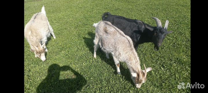 Козёл и козы