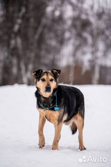 Скромный ласковый парень ищет своего человека